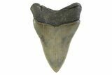 Serrated, Colorful, Fossil Megalodon Tooth - Georgia #338787-1